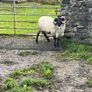 Mayo Blackfaced Ram Image 7