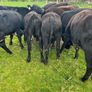 Yearling Heifers Aa & Hd Image 4