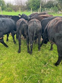 Yearling Heifers Aa & Hd