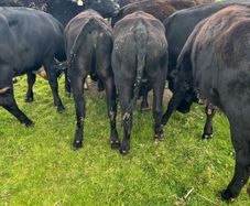 Yearling Heifers Aa & Hd