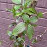 Clematis montana var grandiflora Image 5