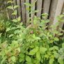 Cornus alba Image 2