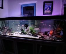fish tank
