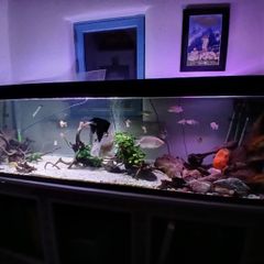 fish tank