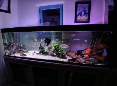 fish tank