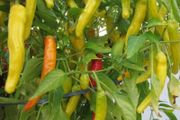 (P) Chili Pepper Hungarian Yellow Wax Hot seeds 0.5g (442991)