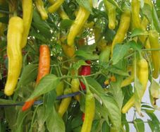(P) Chili Pepper Hungarian Yellow Wax Hot seeds 0.5g (442991)