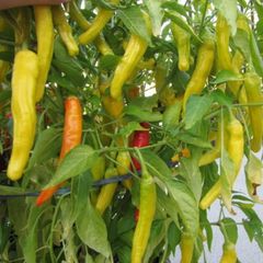 (P) Chili Pepper Hungarian Yellow Wax Hot seeds 0.5g (442991)