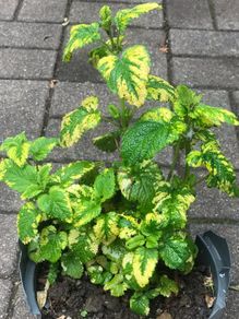Herb lemon balm
