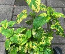 Herb lemon balm