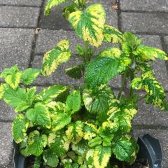 Herb lemon balm