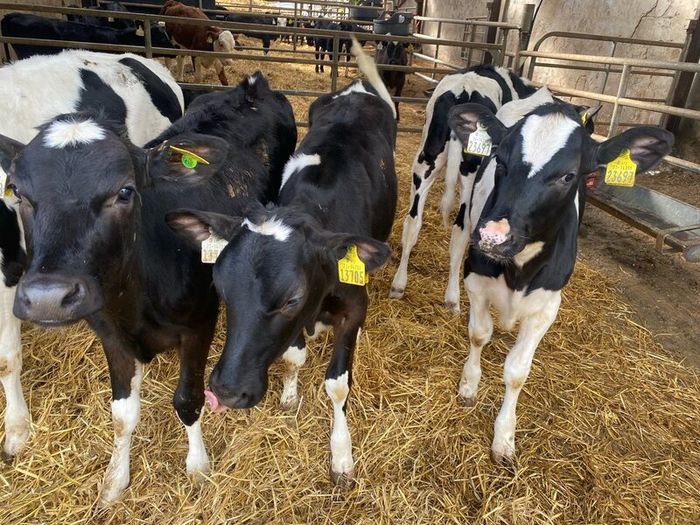 Fresian heiffer calves