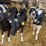 Fresian heiffer calves Image 4