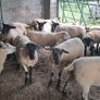 15 first and second crop texel and soffock ewes Image 2