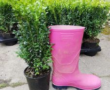 Box Hedging