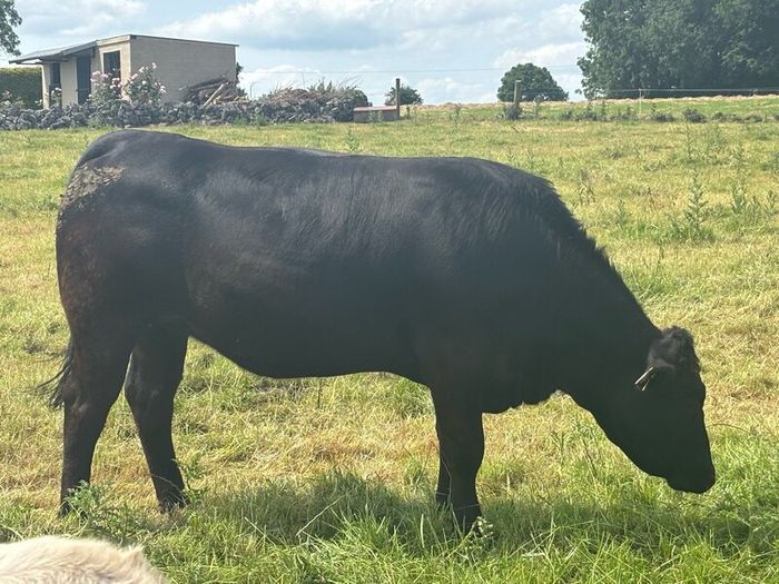 In calf Limousine x bb heifer