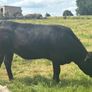 In calf Limousine x bb heifer Image 2