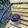 Cordyline plants Image 4