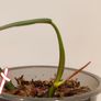 No.2 Philodendron Bi Colour baby Image 3