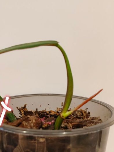 No.2 Philodendron Bi Colour baby