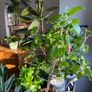 Indoor/ Outdoor Plants Image 9