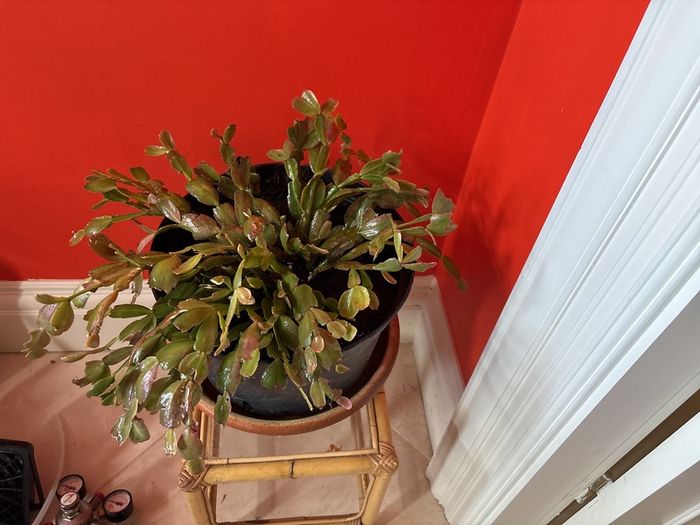 christmas cactus