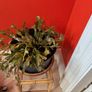 christmas cactus Image 2