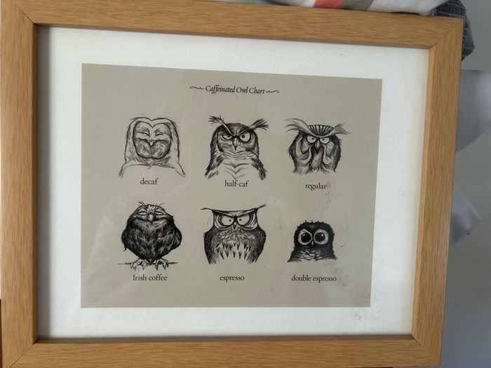 owl print