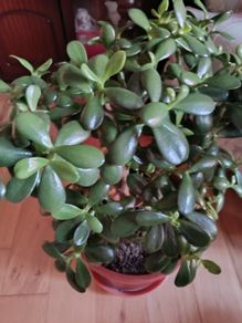 Large Jade Plants
