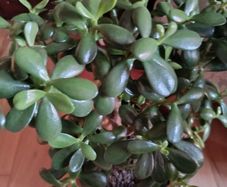 Large Jade Plants