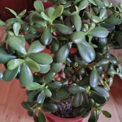 Large Jade Plants