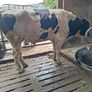 Holstein bull Image 5