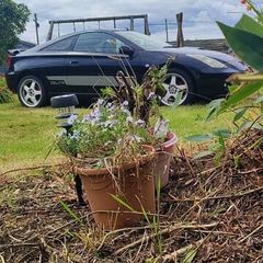 Toyota Celica 2000