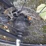 Bicycle - Orbea - Mens Image 7
