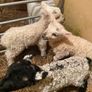 3 ramb lambs Image 3