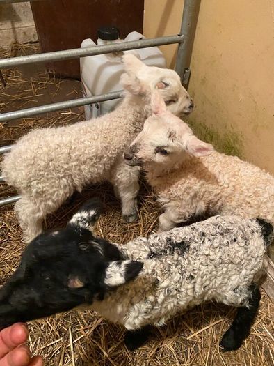 3 ramb lambs