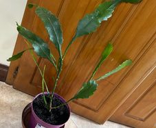 Epiphyllum German express plant