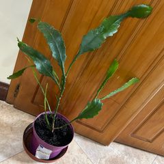 Epiphyllum German express plant