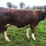 Special entry @ Macroom mart on Saturday 3rd Oct. Image 5