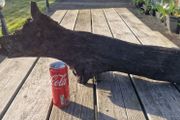 bog oak