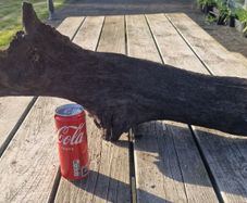 bog oak