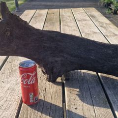 bog oak
