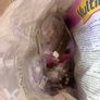 rodent cage Image 4