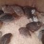 Coturnix Quail wide variety of Colours Image 3