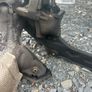 audi a6 front sub frame 2011-2018 Image 5