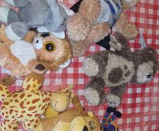 Free teddies