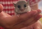 Micro Squirrels