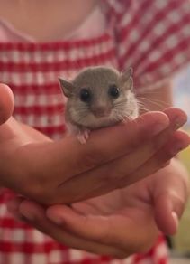 Micro Squirrels