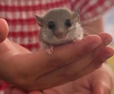 Micro Squirrels