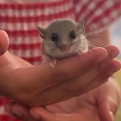 Micro Squirrels